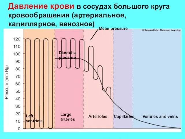 Давление крови в сосудах большого круга кровообращения (артериальное, капиллярное, венозное) Mean pressure