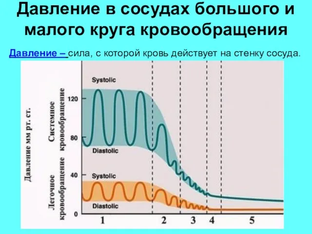 Давление в сосудах большого и малого круга кровообращения Давление – сила, с