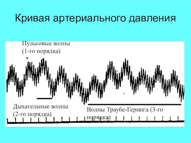 Кривая артериального давления Пульсовые волны (1-го порядка) Дыхательные волны (2-го порядка) Волны Траубе-Геринга (3-го порядка)