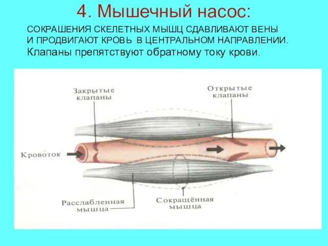 4. Мышечный насос: СОКРАШЕНИЯ СКЕЛЕТНЫХ МЫШЦ СДАВЛИВАЮТ ВЕНЫ И ПРОДВИГАЮТ КРОВЬ В