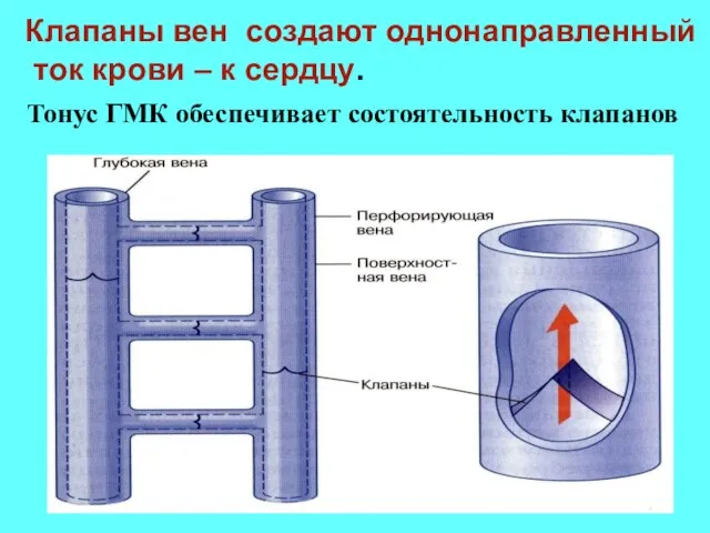 Тонус ГМК обеспечивает состоятельность клапанов Клапаны вен создают однонаправленный ток крови – к сердцу.