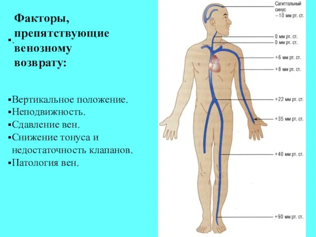 . Факторы, препятствующие венозному возврату: Вертикальное положение. Неподвижность. Сдавление вен. Снижение тонуса