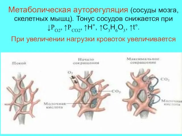 Метаболическая ауторегуляция (сосуды мозга, скелетных мышц). Тонус сосудов снижается при ↓РО2, ↑РСО2,