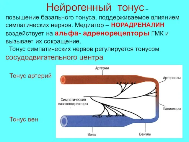 Нейрогенный тонус – повышение базального тонуса, поддерживаемое влиянием симпатических нервов. Медиатор –