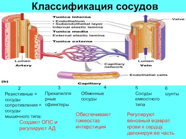 Классификация сосудов Резистивные = сосуды сопротивления = сосуды мышечного типа: Создают ОПС