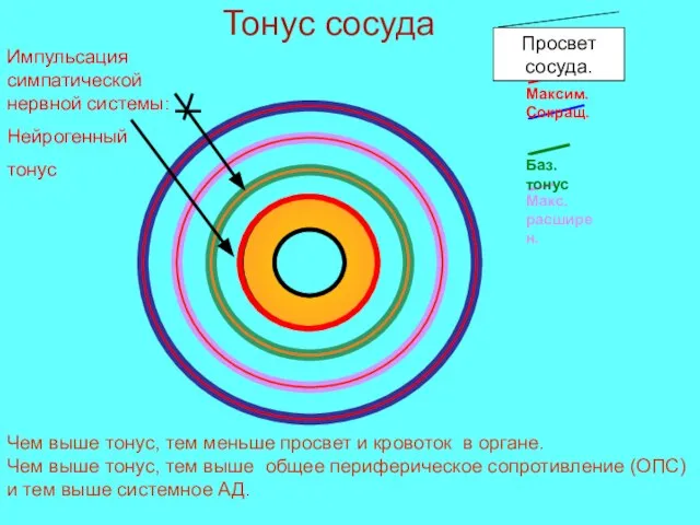 Просвет сосуда. Импульсация симпатической нервной системы: Нейрогенный тонус Чем выше тонус, тем