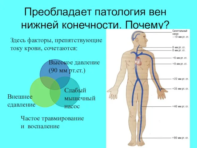 Преобладает патология вен нижней конечности. Почему? Здесь факторы, препятствующие току крови, сочетаются: