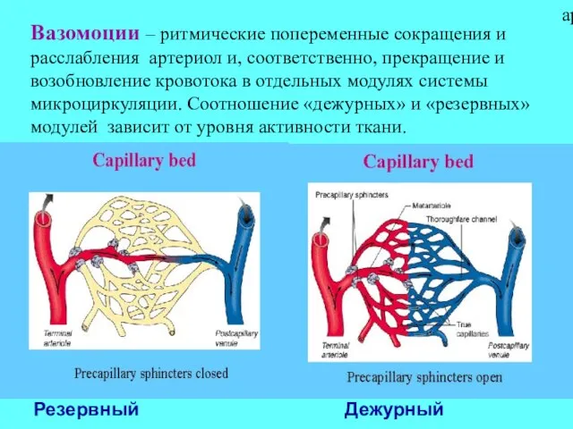 Вазомоции – ритмические попеременные сокращения и расслабления артериол и, соответственно, прекращение и