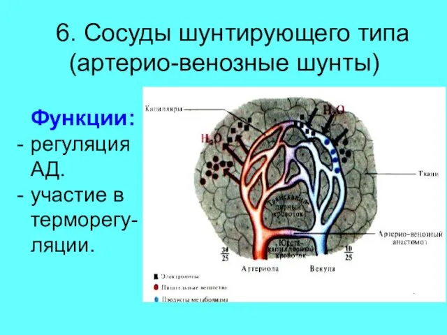 6. Сосуды шунтирующего типа (артерио-венозные шунты) Функции: регуляция АД. участие в терморегу- ляции.