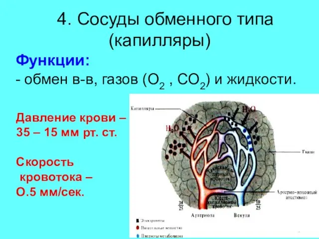 4. Сосуды обменного типа (капилляры) Функции: - обмен в-в, газов (О2 ,