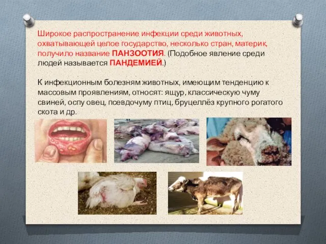 Широкое распространение инфекции среди животных, охватывающей целое государство, несколько стран, материк, получило
