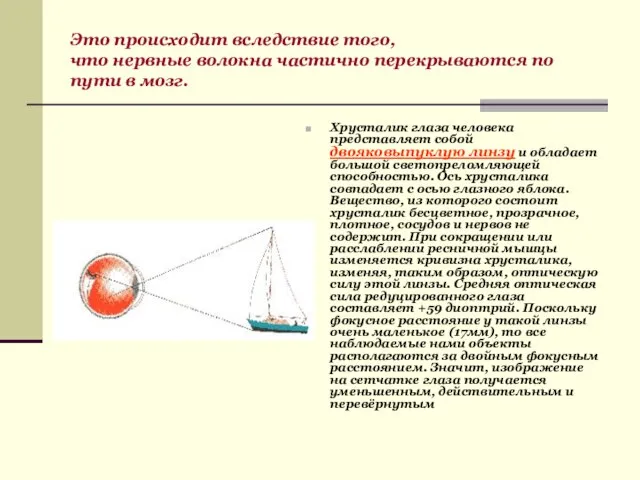 Это происходит вследствие того, что нервные волокна частично перекрываются по пути в