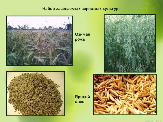 Набор засеваемых зерновых культур: Озимая рожь Яровой овес