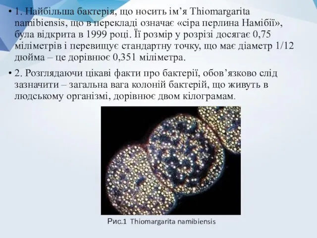 1. Найбільша бактерія, що носить ім’я Thiomargarita namibiensis, що в перекладі означає