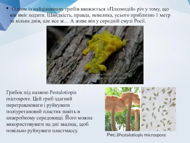 Одним із найцікавіших грибів вважається «Плазмодій» річ у тому, що він вміє