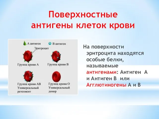 Поверхностные антигены клеток крови На поверхности эритроцита находятся особые белки, называемые антигенами: