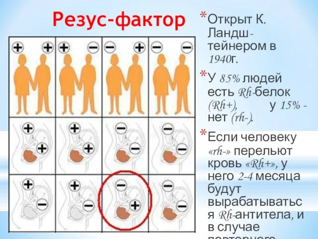 Открыт К.Ландш-тейнером в 1940г. У 85% людей есть Rh-белок (Rh+), у 15%