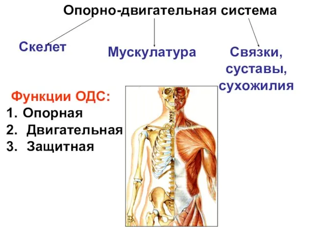 Опорно-двигательная система Скелет Мускулатура Связки, суставы, сухожилия Функции ОДС: Опорная Двигательная Защитная