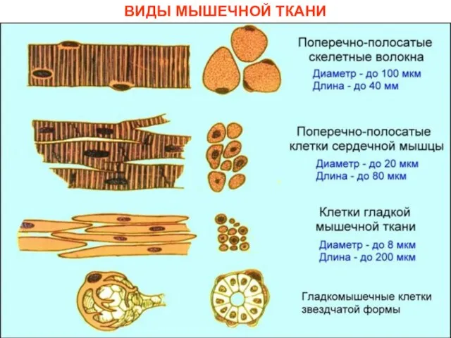 ВИДЫ МЫШЕЧНОЙ ТКАНИ