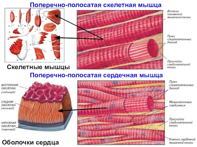 Поперечно-полосатая скелетная мышца Поперечно-полосатая сердечная мышца Оболочки сердца Скелетные мышцы