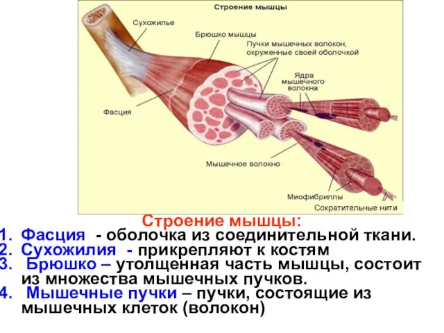 Строение мышцы: Фасция - оболочка из соединительной ткани. Сухожилия - прикрепляют к