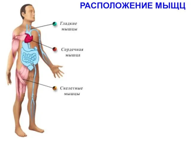 РАСПОЛОЖЕНИЕ МЫЩЦ