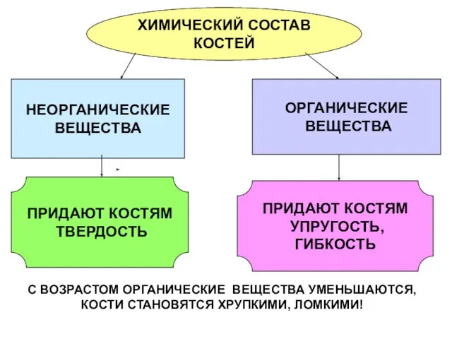 ХИМИЧЕСКИЙ СОСТАВ КОСТЕЙ НЕОРГАНИЧЕСКИЕ ВЕЩЕСТВА ОРГАНИЧЕСКИЕ ВЕЩЕСТВА ПРИДАЮТ КОСТЯМ ТВЕРДОСТЬ ПРИДАЮТ КОСТЯМ