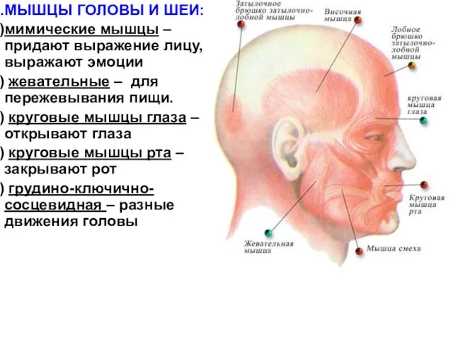 МЫШЦЫ ГОЛОВЫ И ШЕИ: мимические мышцы – придают выражение лицу, выражают эмоции