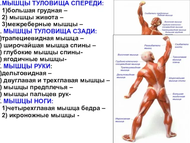 МЫШЦЫ ТУЛОВИЩА СПЕРЕДИ: 1)большая грудная – 2) мышцы живота – 3)межреберные мышцы