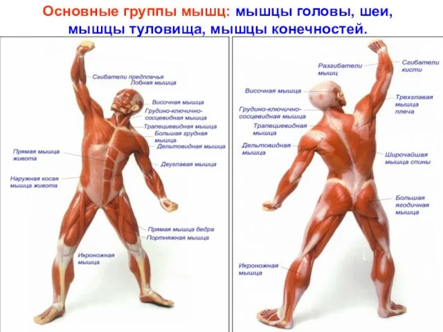 Основные группы мышц: мышцы головы, шеи, мышцы туловища, мышцы конечностей.