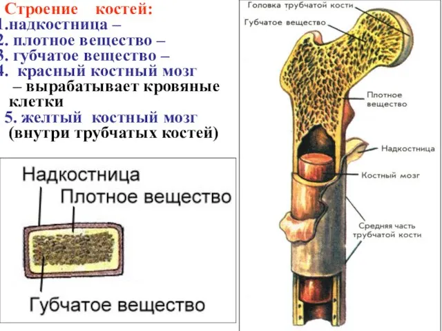 Строение костей: надкостница – плотное вещество – губчатое вещество – красный костный