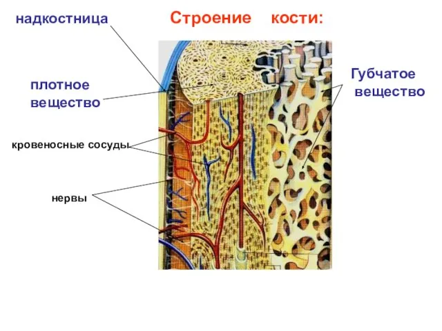 Строение кости: надкостница плотное вещество Губчатое вещество кровеносные сосуды нервы