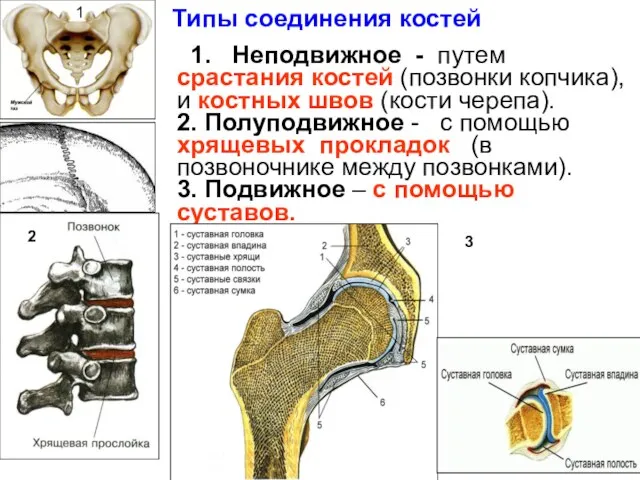 Типы соединения костей 1. Неподвижное - путем срастания костей (позвонки копчика), и