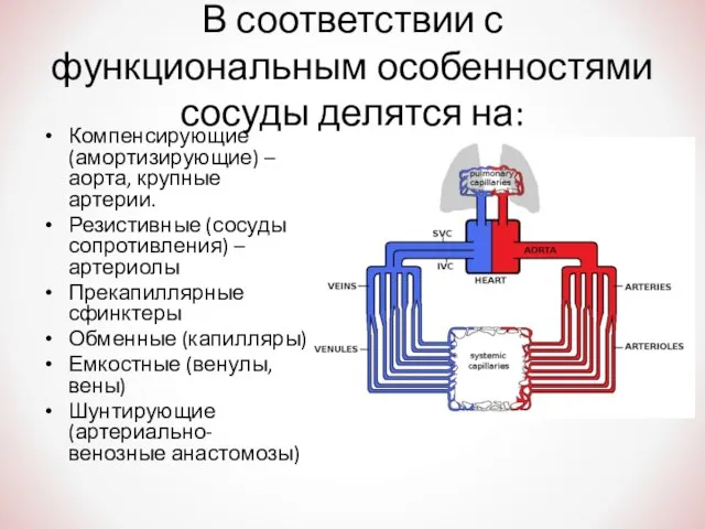 В соответствии с функциональным особенностями сосуды делятся на: Компенсирующие (амортизирующие) – аорта,