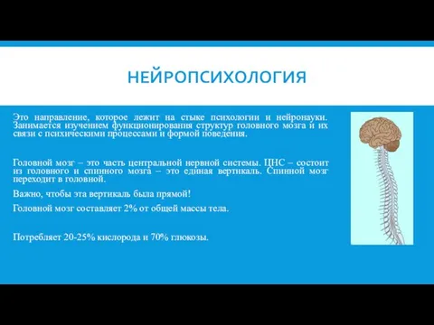 НЕЙРОПСИХОЛОГИЯ Это направление, которое лежит на стыке психологии и нейронауки. Занимается изучением