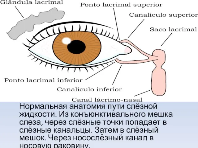 Нормальная анатомия пути слёзной жидкости. Из конъюнктивального мешка слеза, через слёзные точки