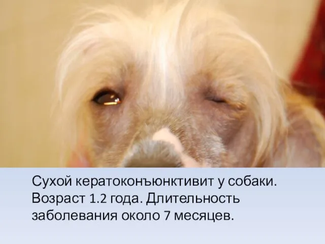 Сухой кератоконъюнктивит у собаки. Возраст 1.2 года. Длительность заболевания около 7 месяцев.