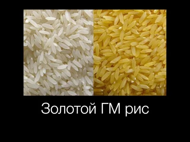 Золотой ГМ рис