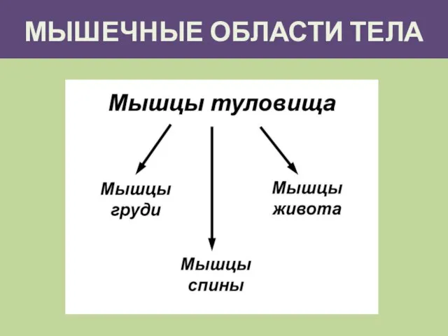 МЫШЕЧНЫЕ ОБЛАСТИ ТЕЛА