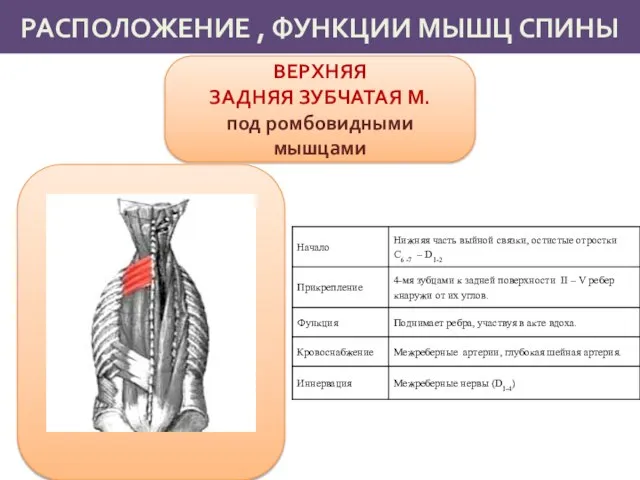 РАСПОЛОЖЕНИЕ , ФУНКЦИИ МЫШЦ СПИНЫ ВЕРХНЯЯ ЗАДНЯЯ ЗУБЧАТАЯ М. под ромбовидными мышцами