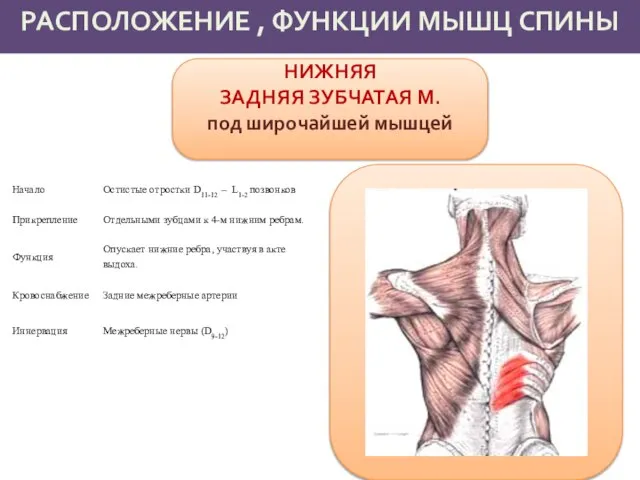 РАСПОЛОЖЕНИЕ , ФУНКЦИИ МЫШЦ СПИНЫ НИЖНЯЯ ЗАДНЯЯ ЗУБЧАТАЯ М. под широчайшей мышцей