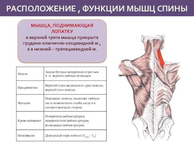 РАСПОЛОЖЕНИЕ , ФУНКЦИИ МЫШЦ СПИНЫ МЫШЦА, ПОДНИМАЮЩАЯ ЛОПАТКУ в верхней трети мышца