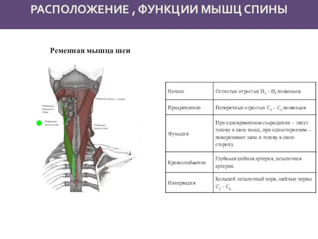 РАСПОЛОЖЕНИЕ , ФУНКЦИИ МЫШЦ СПИНЫ Ременная мышца шеи