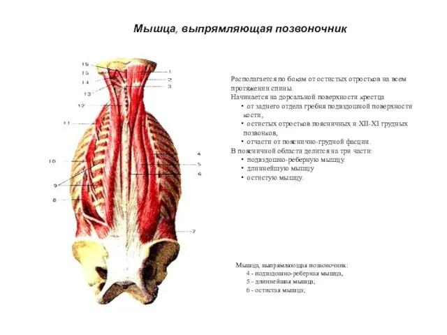 Располагается по бокам от остистых отростков на всем протяжении спины. Начинается на