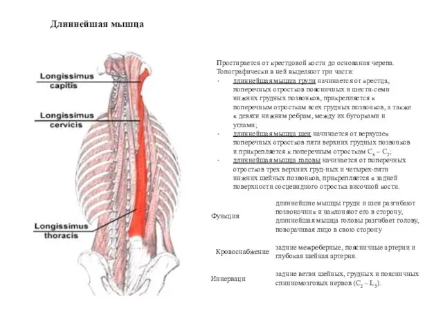 Длиннейшая мышца