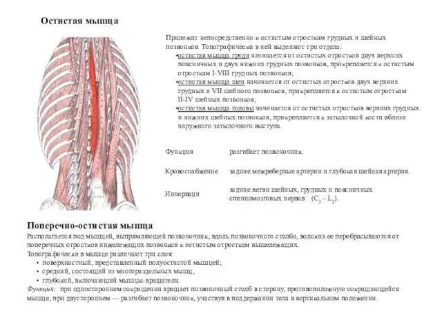 Остистая мышца Прилежит непосредственно к остистым отросткам грудных и шейных позвонков. Топографически