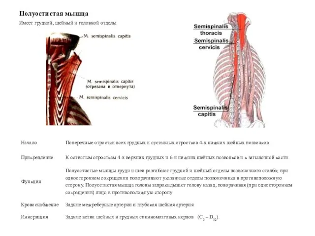 Полуостистая мышца Имеет грудной, шейный и головной отделы
