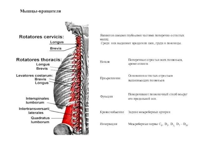 Мышцы-вращатели