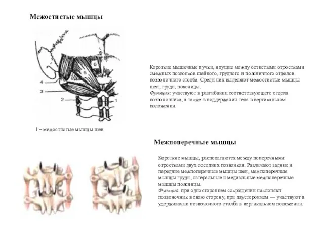 Межостистые мышцы 1 – межостистые мышцы шеи Короткие мышечные пучки, идущие между