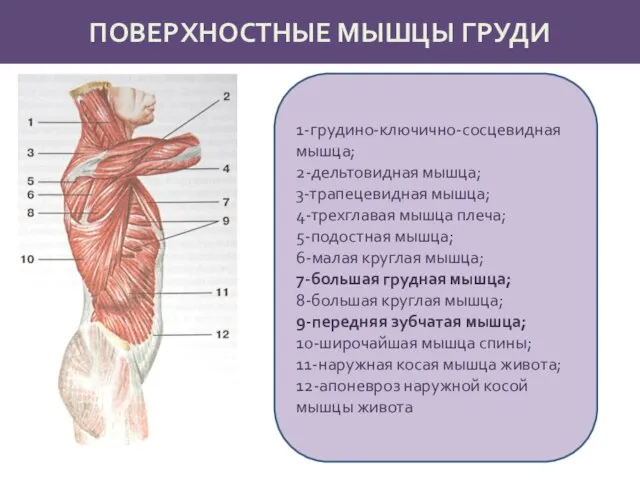 ПОВЕРХНОСТНЫЕ МЫШЦЫ ГРУДИ 1-грудино-ключично-сосцевидная мышца; 2-дельтовидная мышца; 3-трапецевидная мышца; 4-трехглавая мышца плеча;